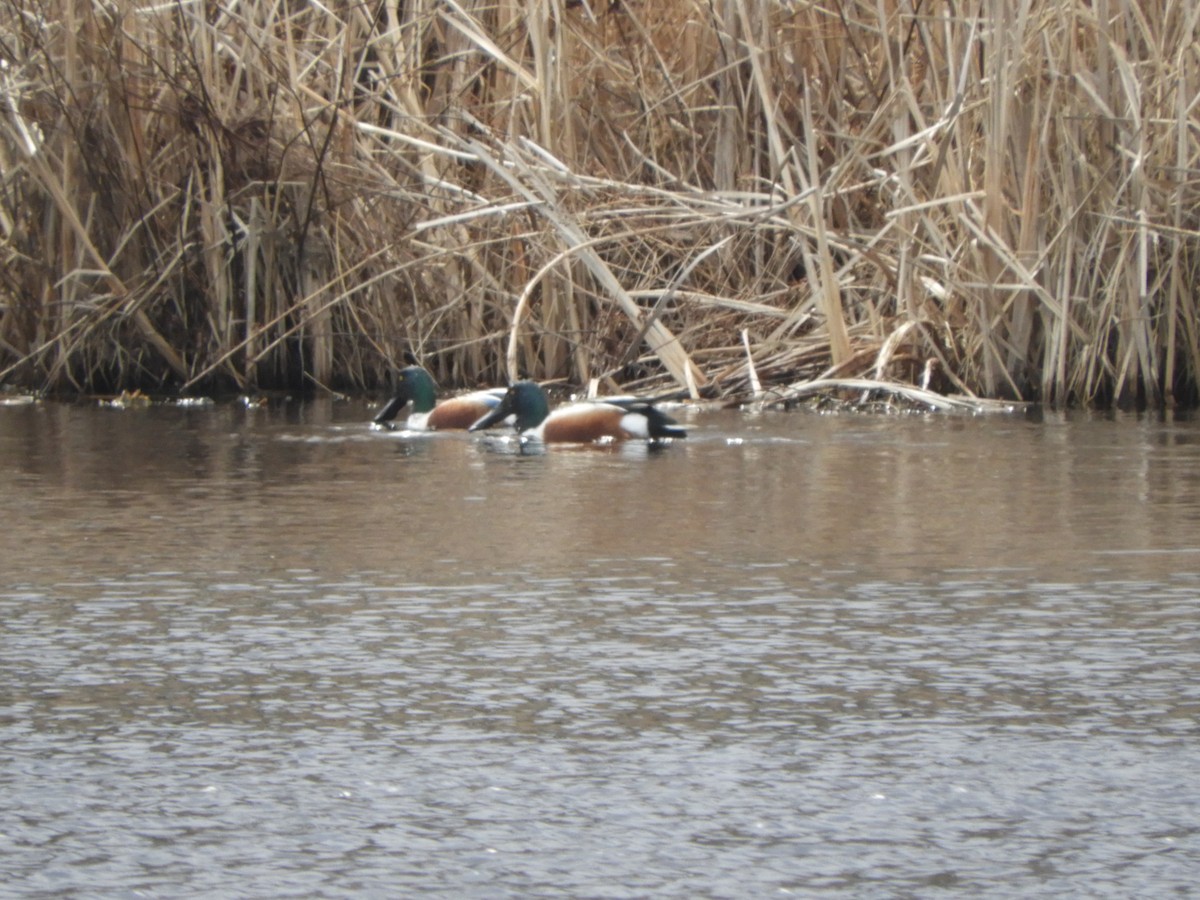 Northern Shoveler - ML317139221