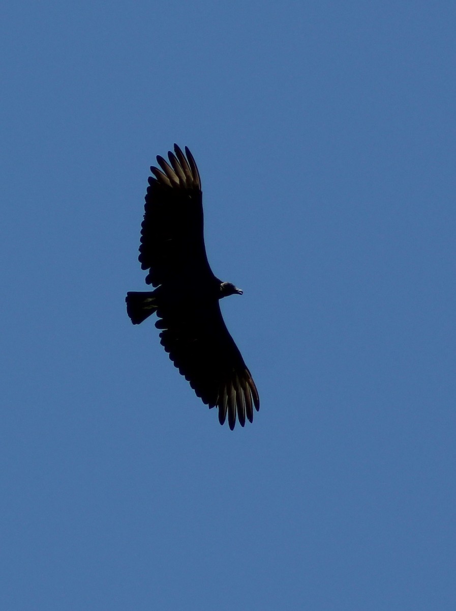 Black Vulture - ML31713951