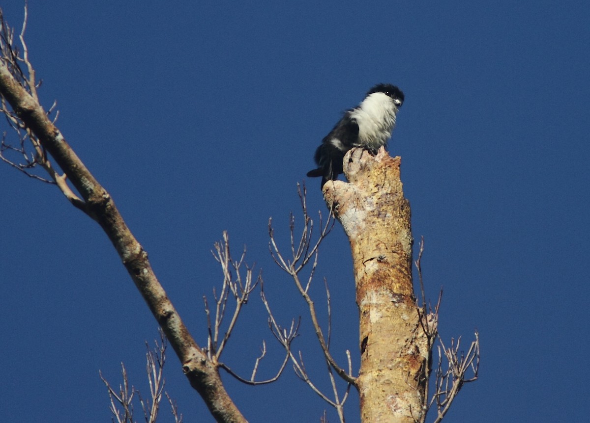 Philippine Falconet - William Price