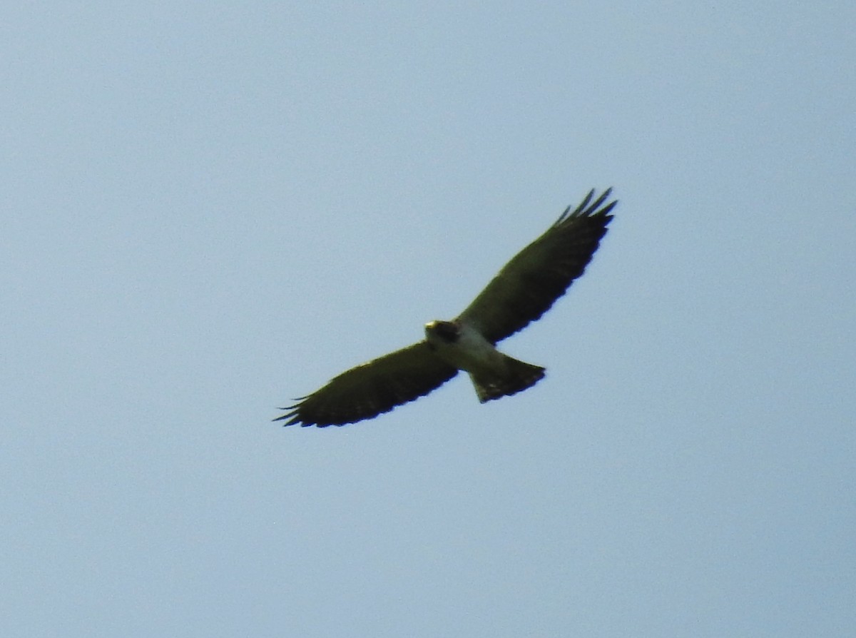 Short-tailed Hawk - Romel Romero