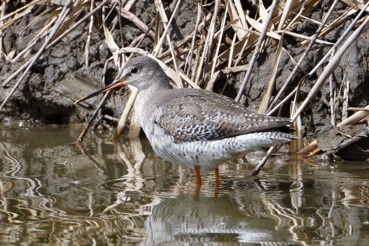 Spotted Redshank - ML317143041