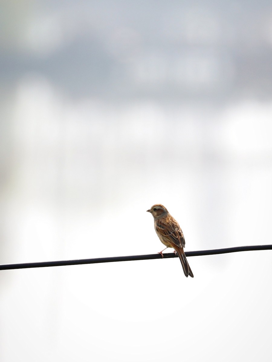 Meadow Bunting - ML317144321