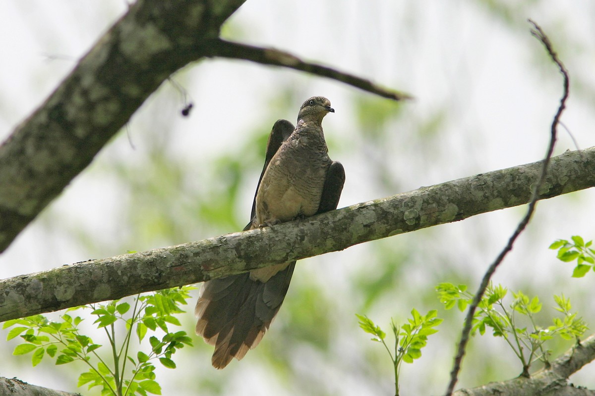 Barred Cuckoo-Dove - ML317144821