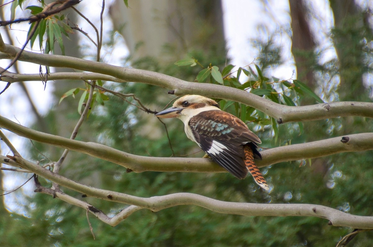 Laughing Kookaburra - ML317145931