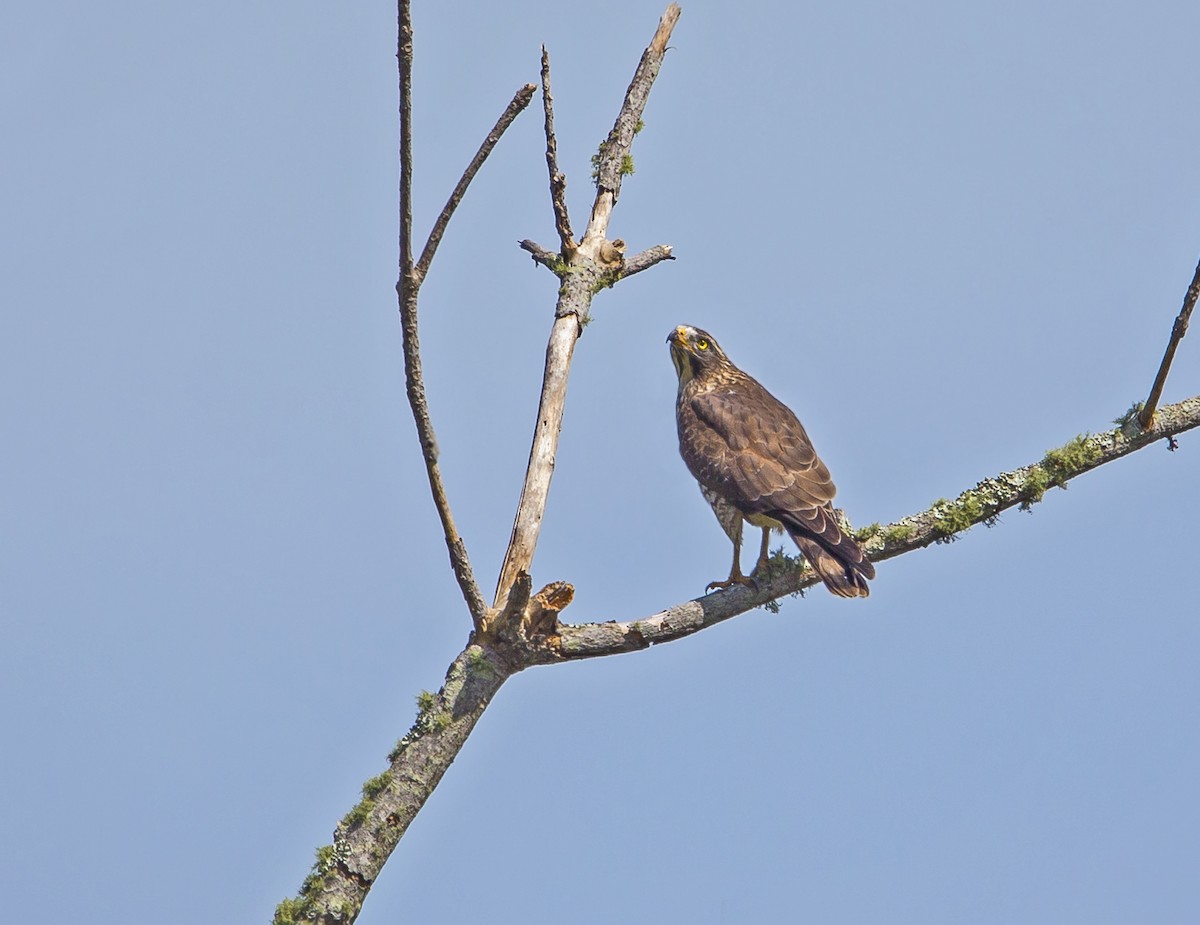 Gray-faced Buzzard - ML317150731