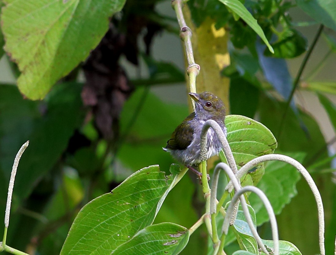 Olive-backed Flowerpecker - ML317150961