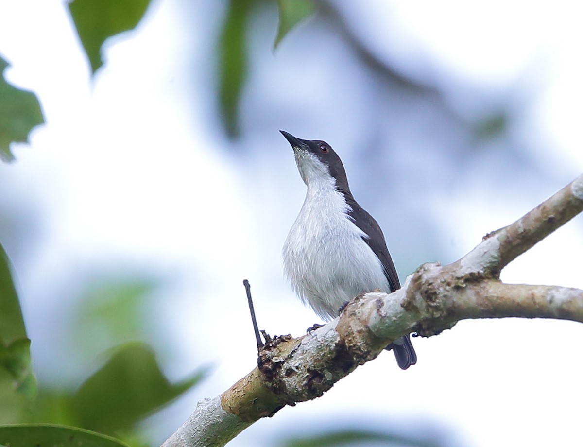 White-bellied Flowerpecker - ML317151241