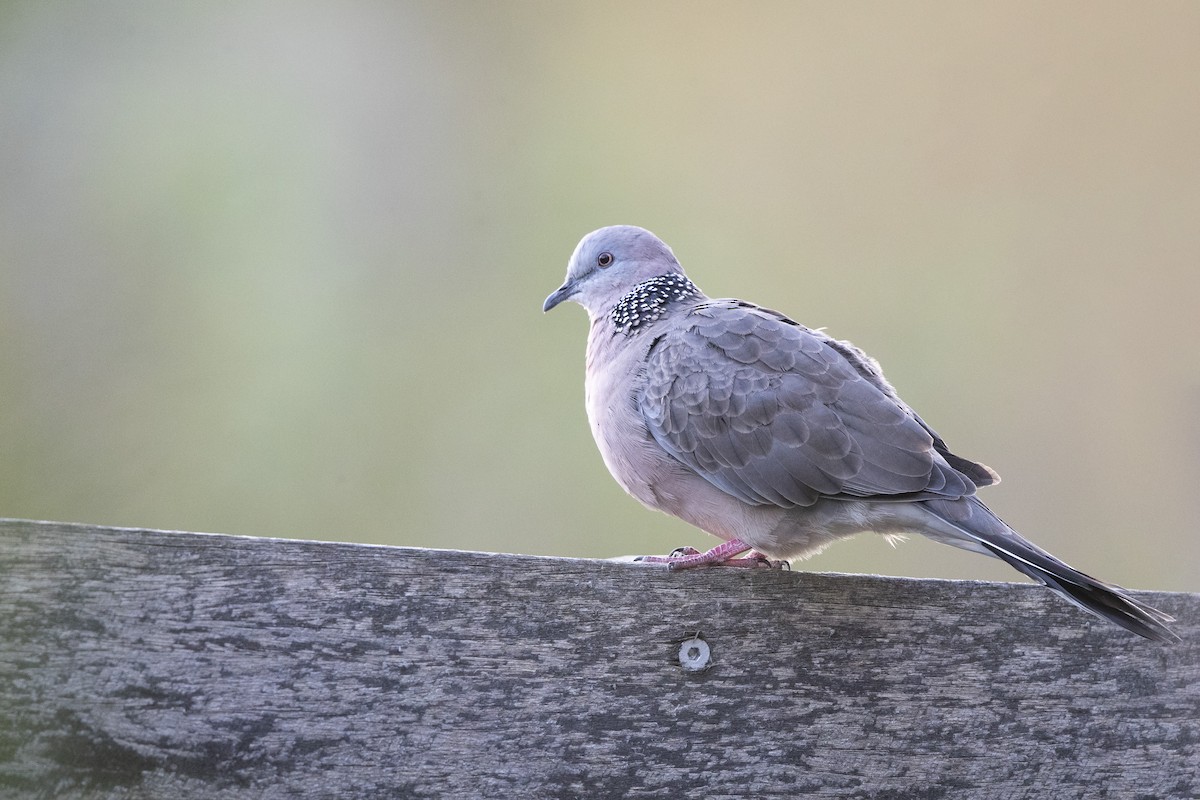 珠頸斑鳩 - ML317153041