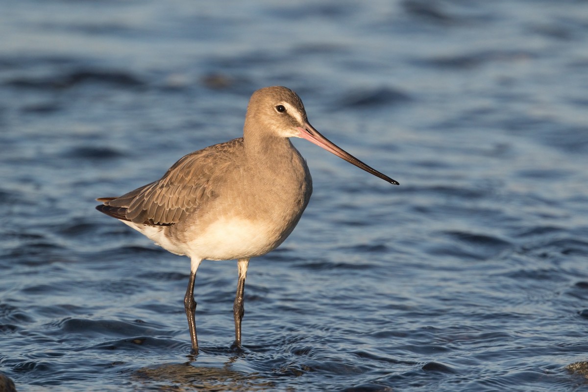 Hudsonian Godwit - Michel Gutierrez
