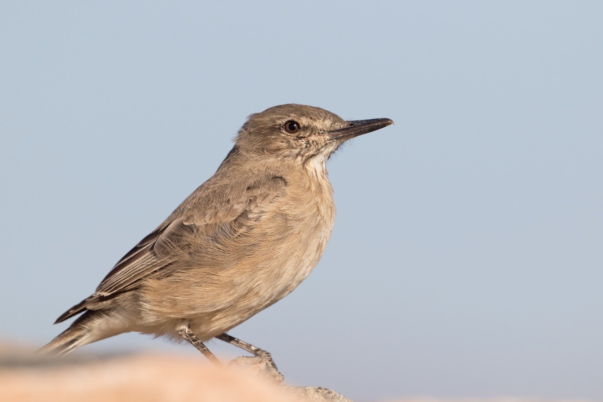 Black-billed Shrike-Tyrant - ML317153601