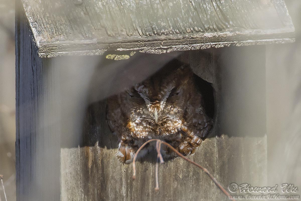 Eastern Screech-Owl - ML317154441