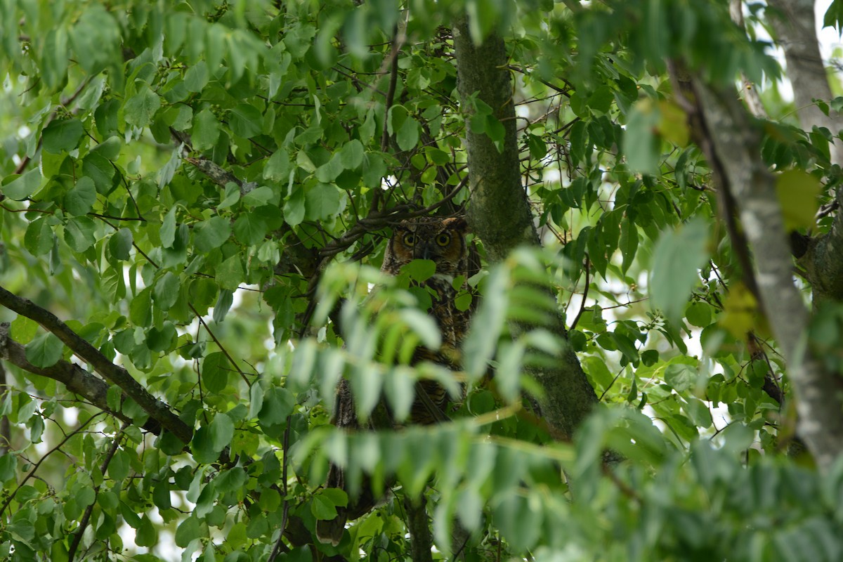 Great Horned Owl - Ted Bradford