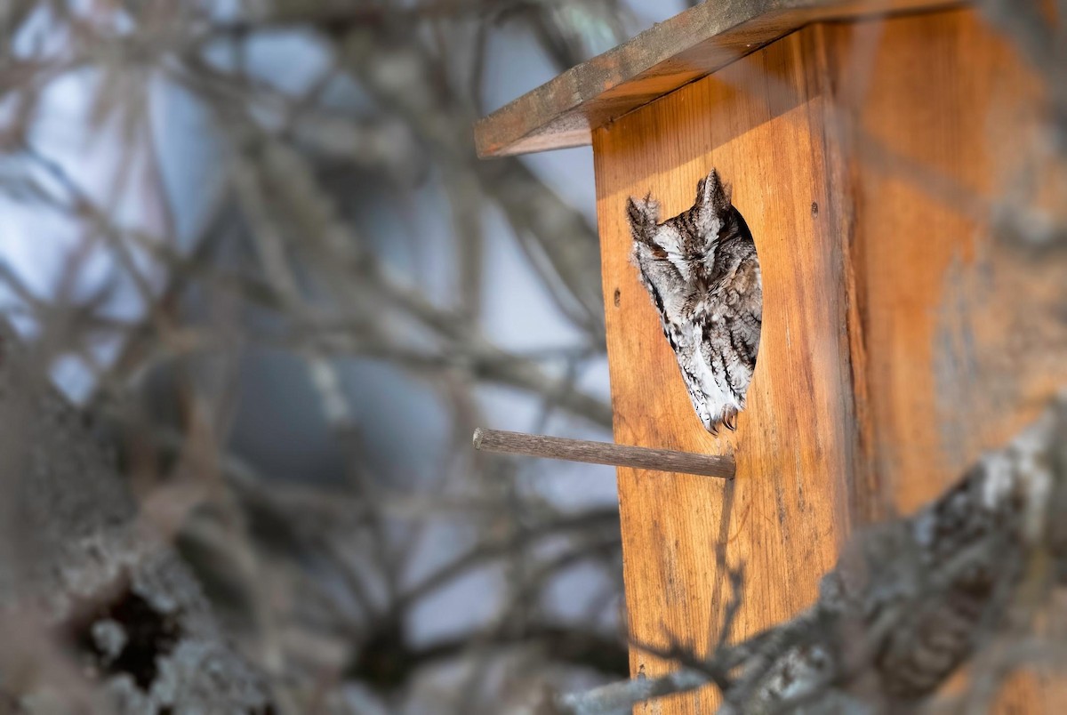 Eastern Screech-Owl - ML317156831