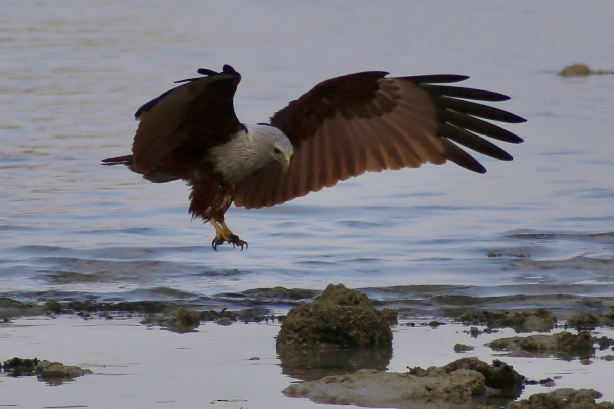 Brahminy Kite - ML317156941