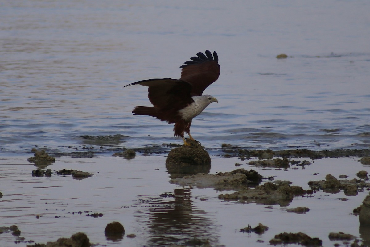 Brahminy Kite - ML317156961