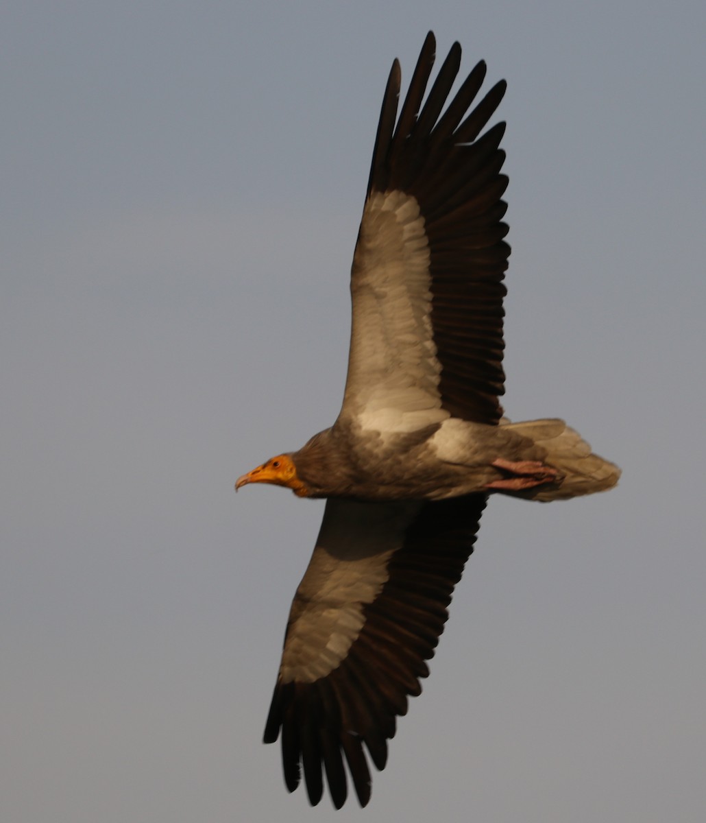 Egyptian Vulture - ML317159971