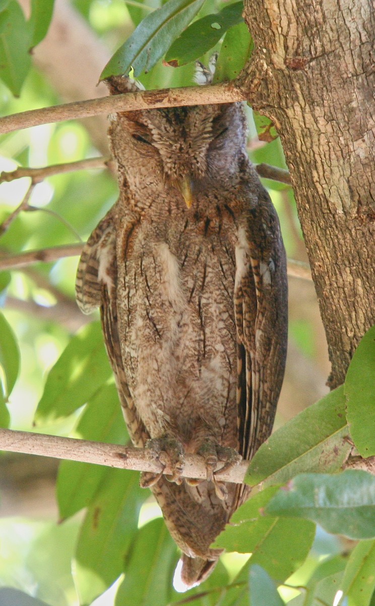 Pacific Screech-Owl - ML31716121