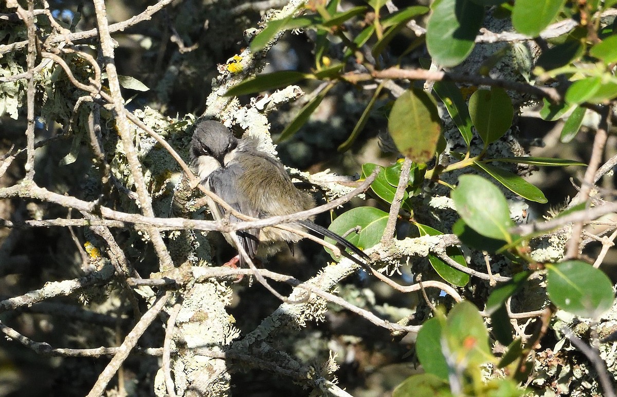 Bar-throated Apalis - ML317162581