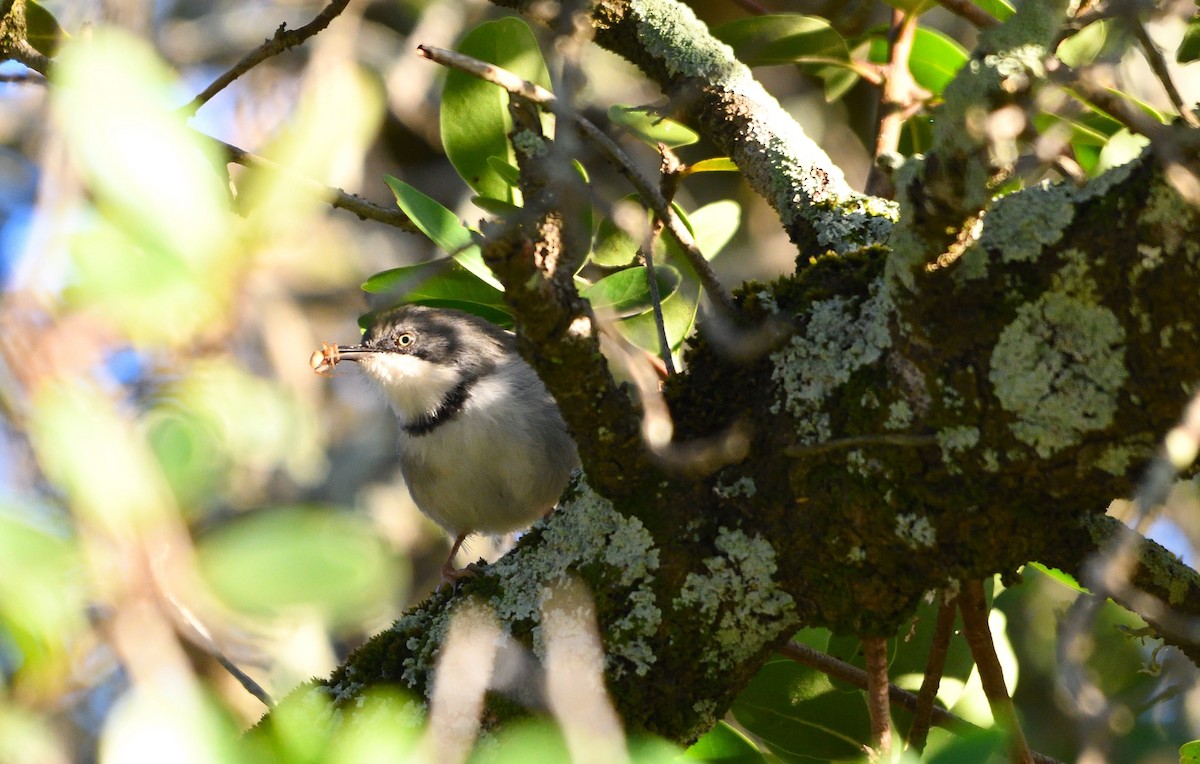 Bar-throated Apalis - ML317162591