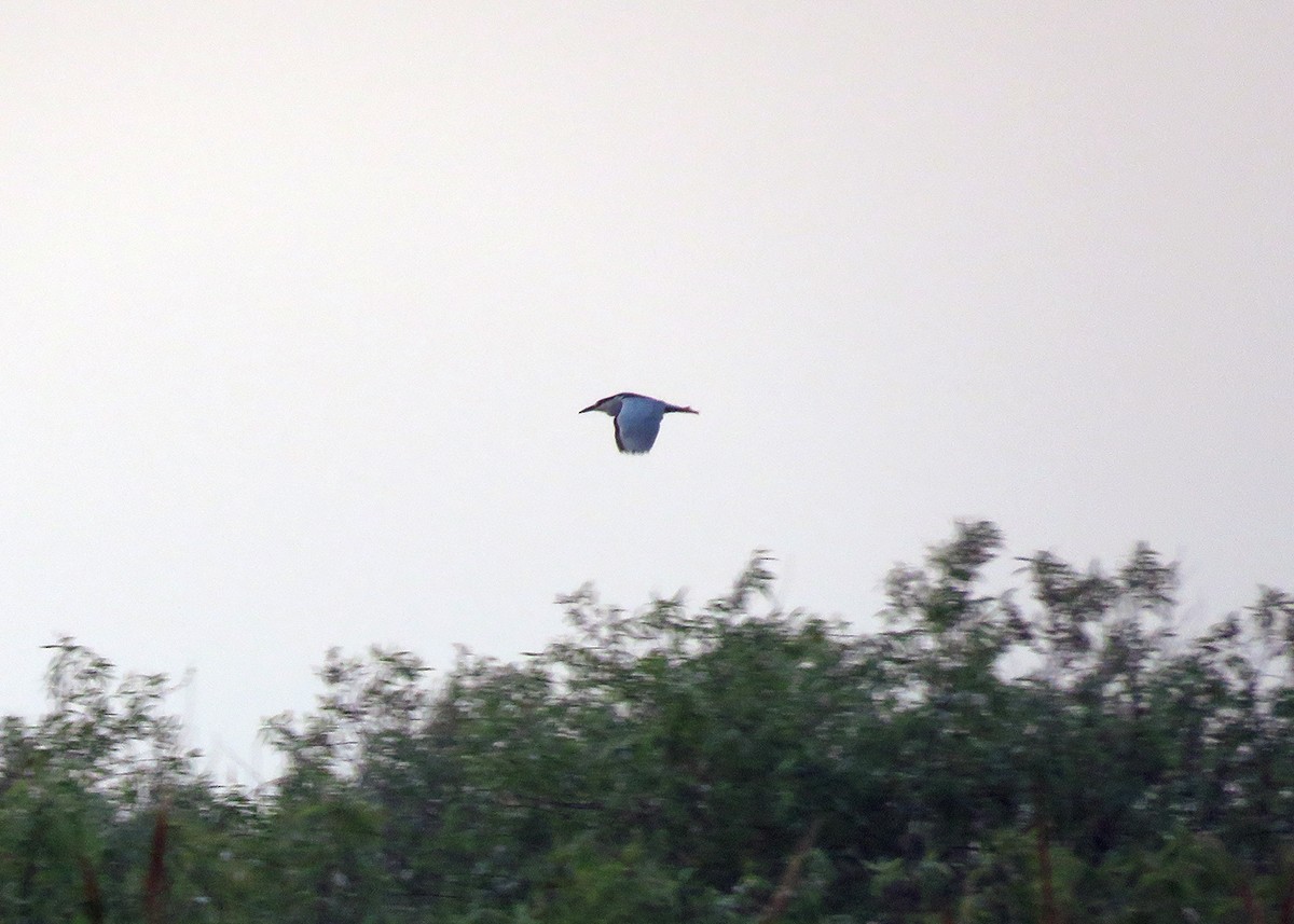 Amiltxori arrunta - ML317162771