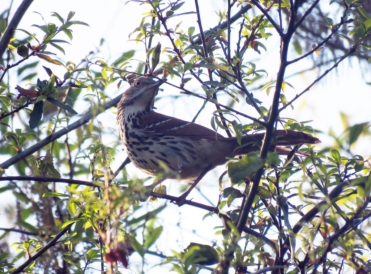 Brown Thrasher - ML317162791