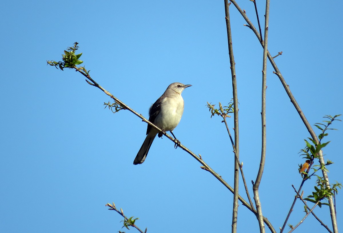 Northern Mockingbird - ML317162811