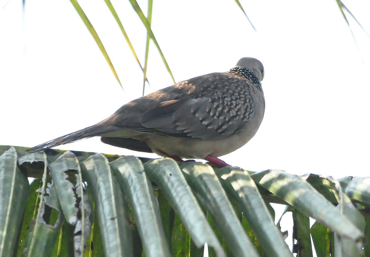 Spotted Dove - ML317163071