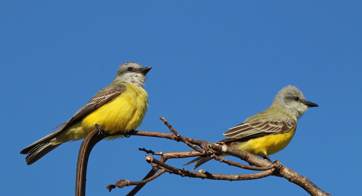 Couch's Kingbird - ML31716371