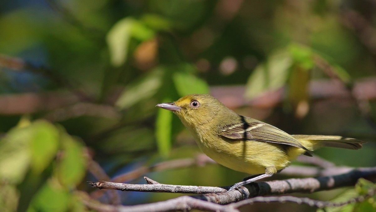Mangrove Vireo - Ian Davies
