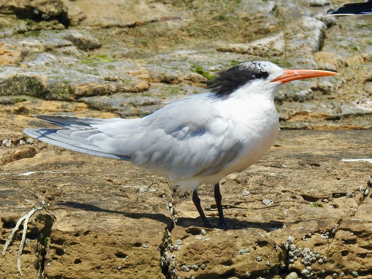 Elegant Tern - Mateo Bohringer