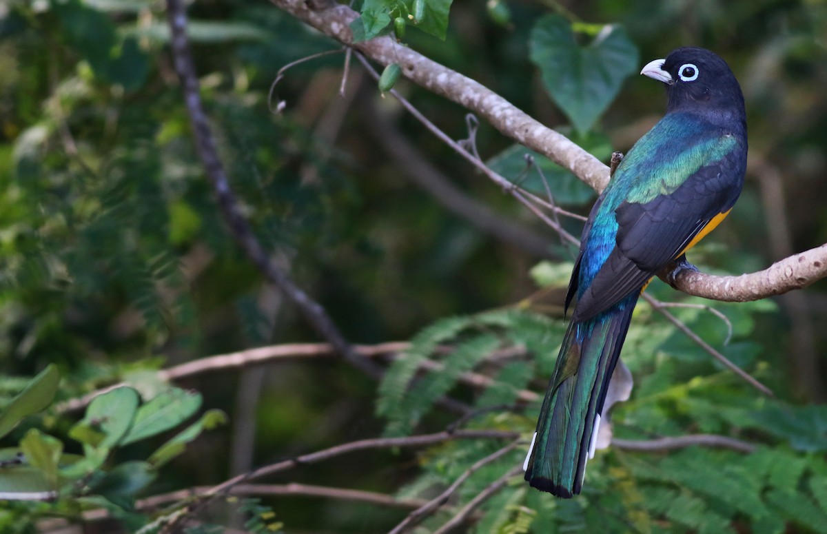 Black-headed Trogon - ML31716441