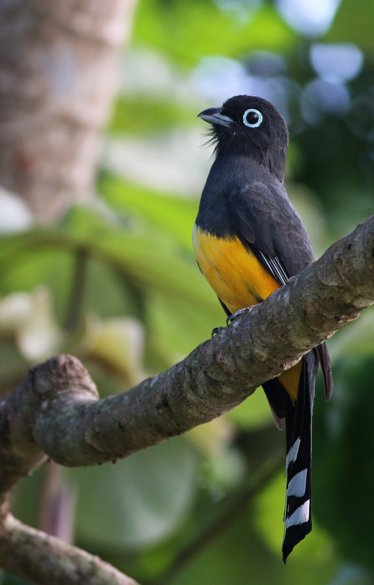 Black-headed Trogon - Ian Davies