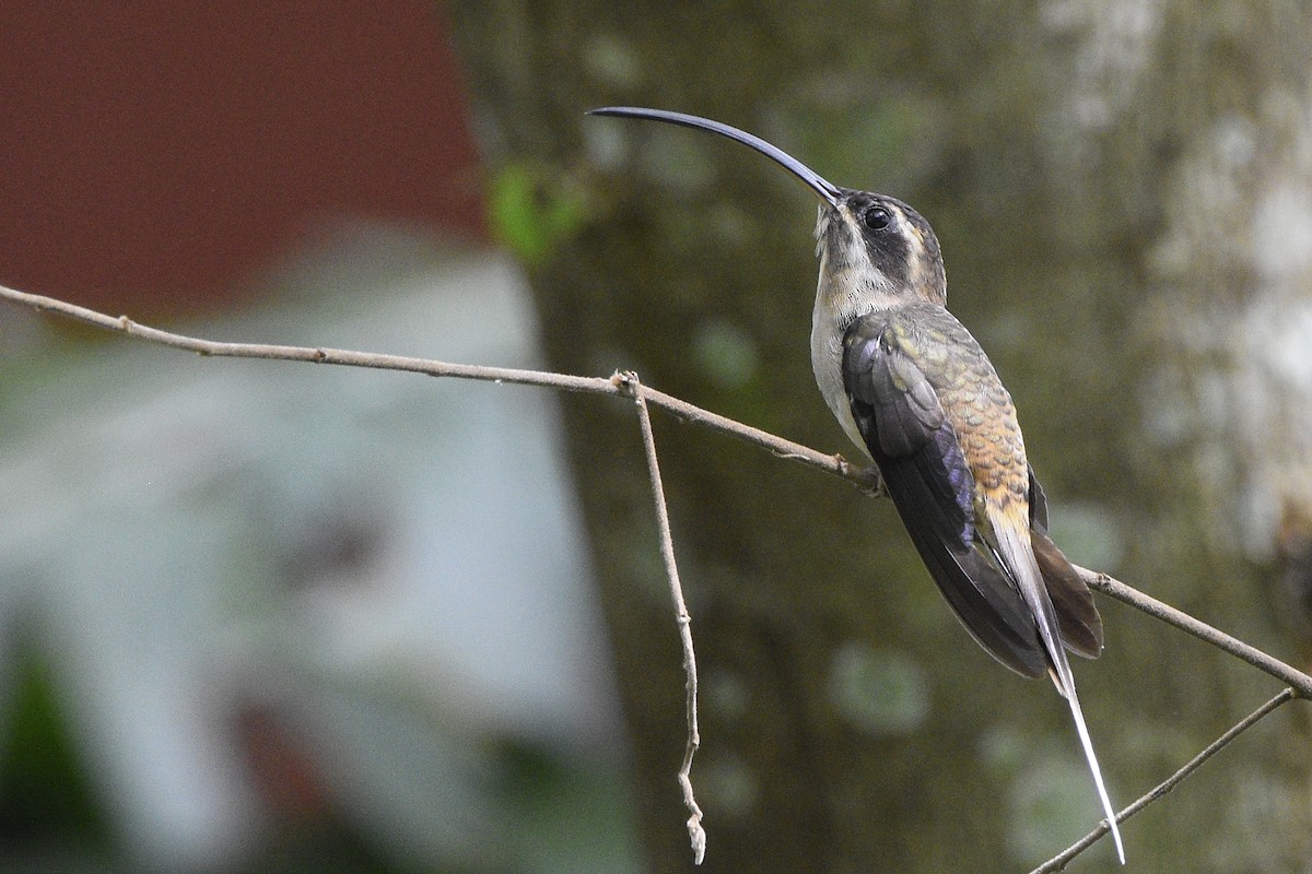 Long-billed Hermit - ML317165151