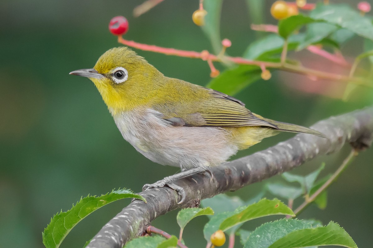 Warbling White-eye - ML317165211