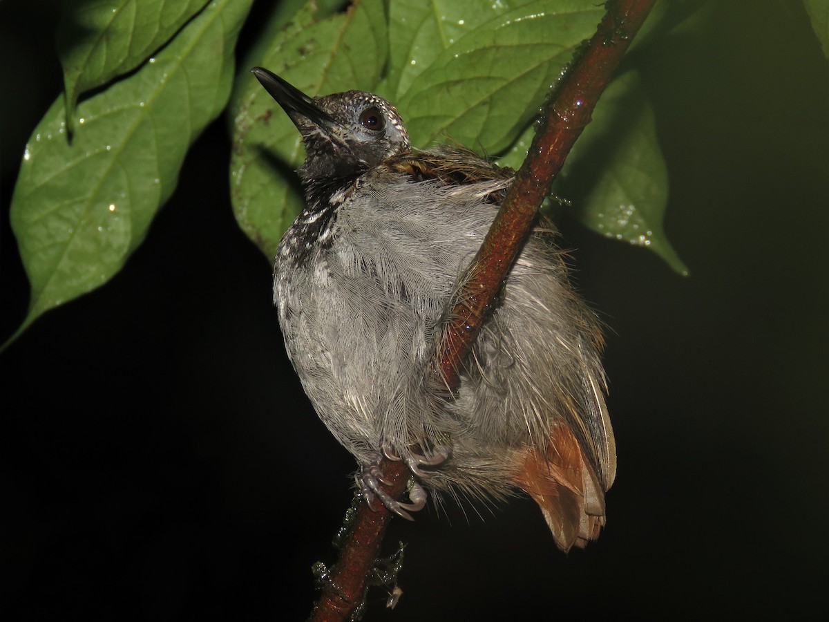 Wing-banded Antbird - Hugo Foxonet