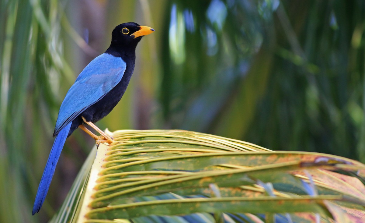 Yucatan Jay - Ian Davies