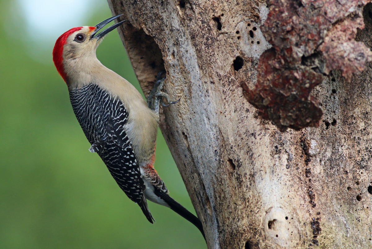 Golden-fronted Woodpecker - Ian Davies