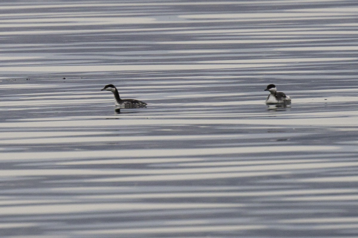 Horned Grebe - ML317167491