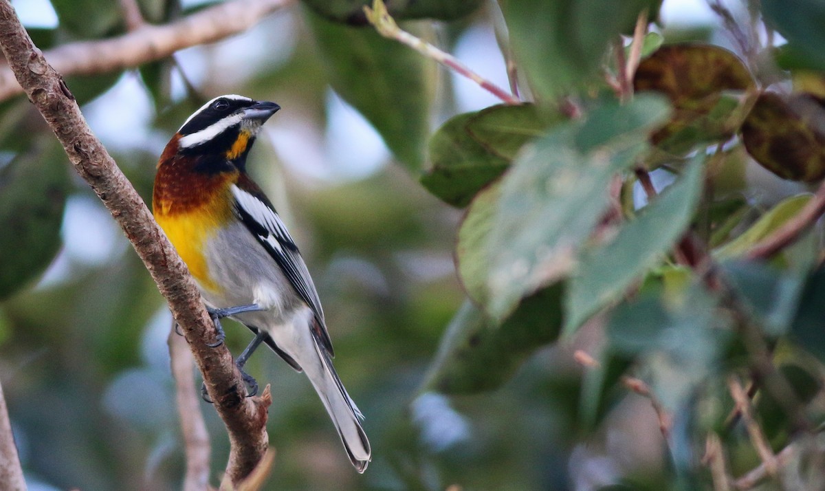 Western Spindalis (Cozumel I.) - ML31716901