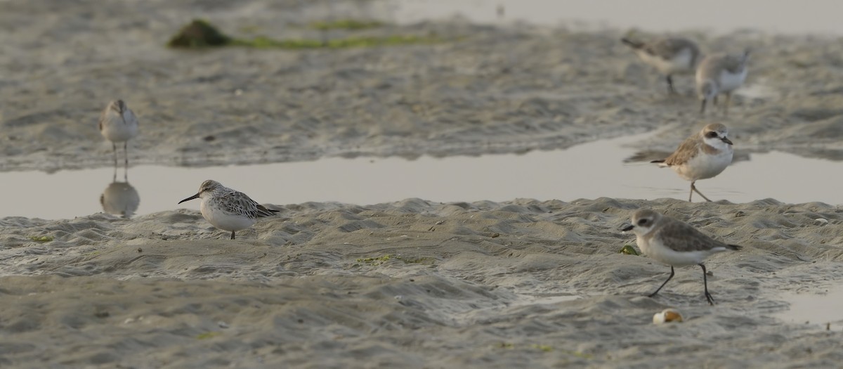 Siberian/Tibetan Sand-Plover - xiwen CHEN