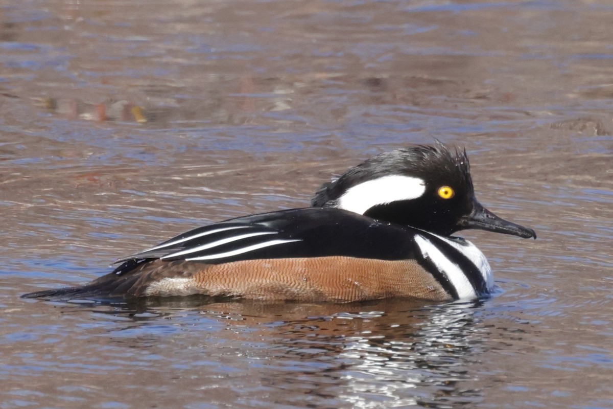 Hooded Merganser - Jonathan Albrecht