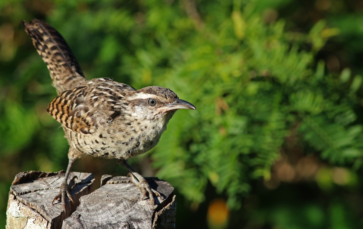 Yucatan Wren - Ian Davies