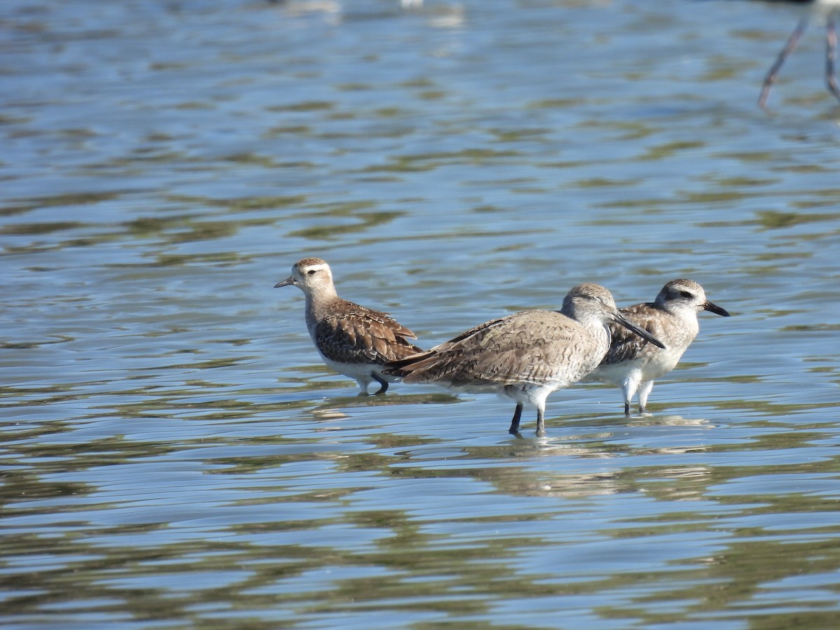 American Golden-Plover - ML317171291