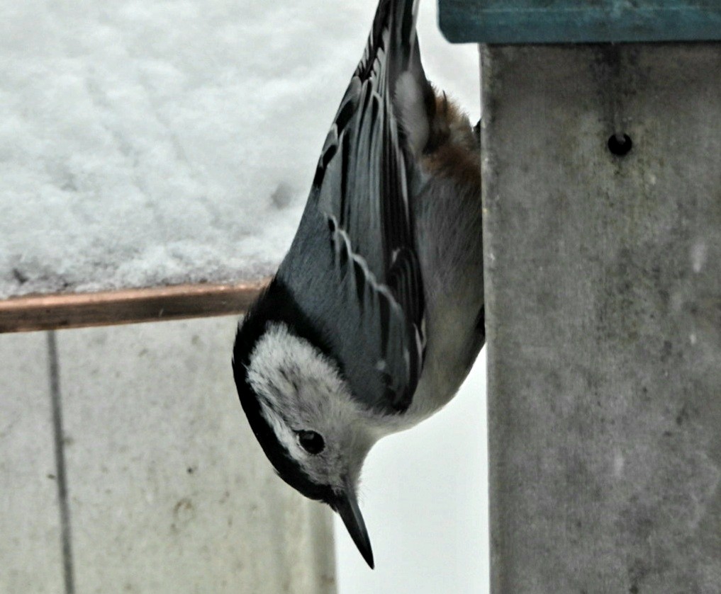 White-breasted Nuthatch - Capt. Ed Brown