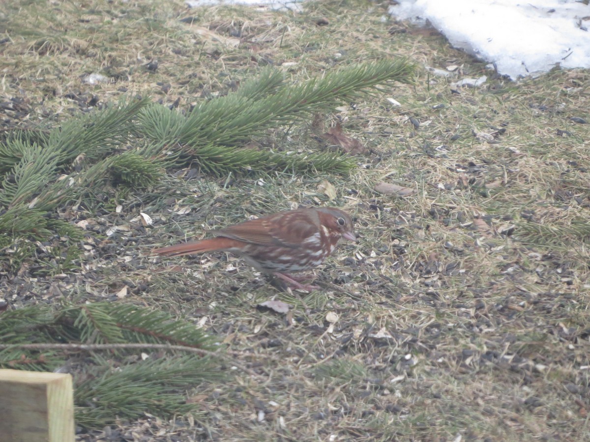 Fox Sparrow - ML317172641