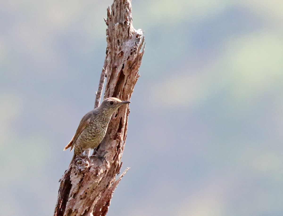 Blue Rock-Thrush - ML317174751