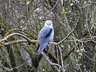 Black-winged Kite - ML317175451