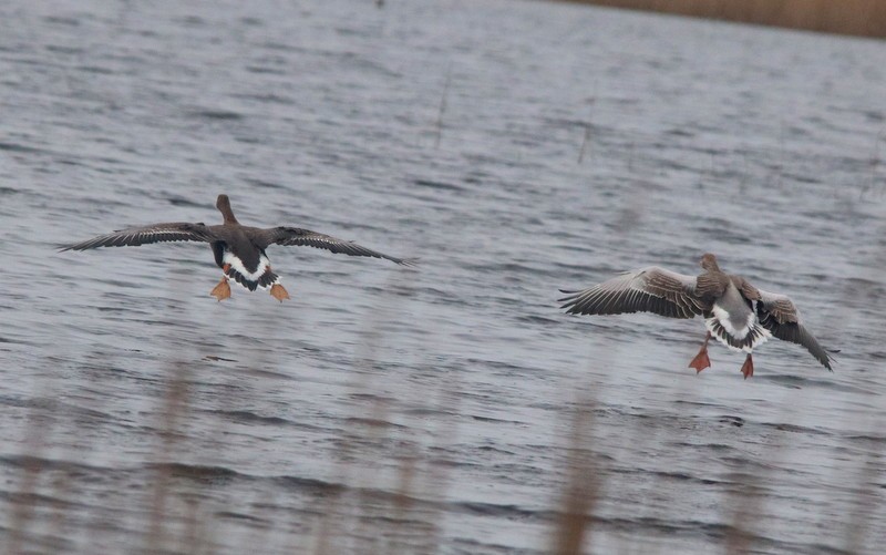 Greater White-fronted Goose - ML317175661