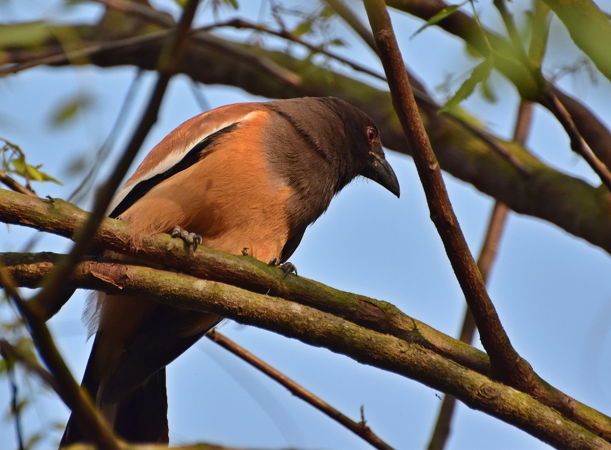 Rufous Treepie - ML317176951