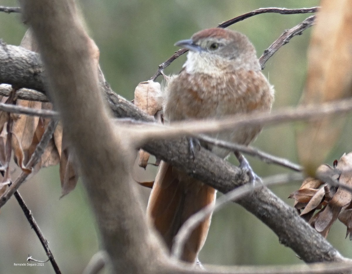 Freckle-breasted Thornbird - ML317177411